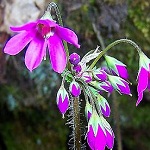Flowers primulaceae of Nepal