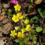 Flowers Saxifraga of Nepal