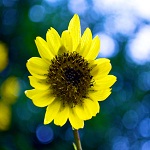 Flowers sunflower of Nepal