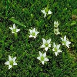 Flowers caryophyllaceae of Nepal