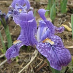 Flowers Iridacea of Nepal