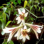 Lilys of Nepal