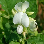 Flowers papilionaceae of Nepal