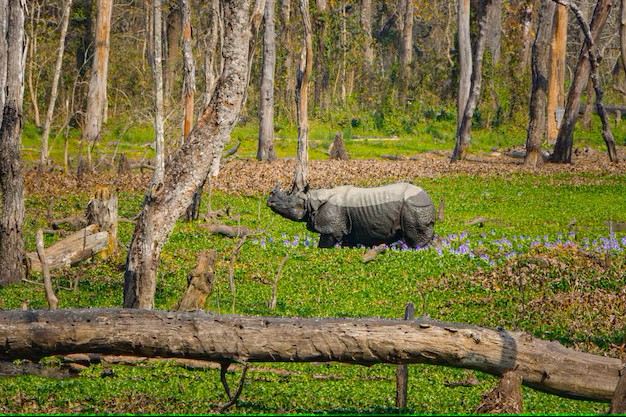 Rhinocéros unicorne dans une clairière de la forêt du parc national de Chitwan