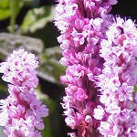 Flowers Polygonaceae of Nepal