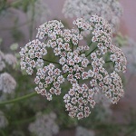 Flowers carrot of Nepal