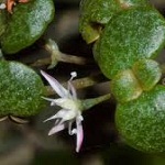 Flowers crassula of Nepal