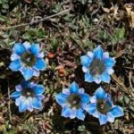 Flowers gentianaceae of Nepal