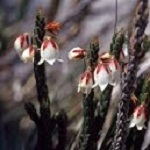 Flowers heath of Nepal