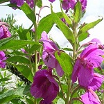 Flowers Primerose evening of Nepal