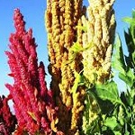Flowers Amaranthaceae of Nepal