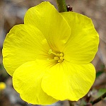 Flowers of Nepal