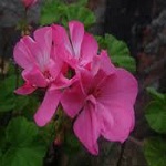 Flowers geraniaceae of Nepal