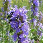 Flowers Labiatea of Nepal