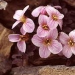 Flowers cruciferae of Nepal