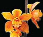 Orchids of Nepal