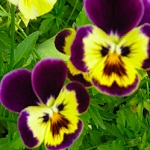 Flowers violaceae of Nepal