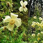 Flowers papaveraceae of Nepal